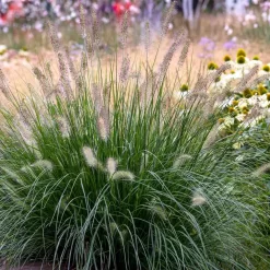 PENNISETUM RUPELLI 3L