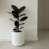 ficus elastica gomero negro planta interior hojas grandes brillantes