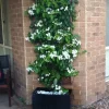 jazmin madagascar 4l stephanotis floribunda flores blancas perfumadas trepadora jardin