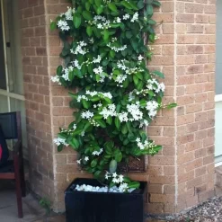 jazmin madagascar 4l stephanotis floribunda flores blancas perfumadas trepadora jardin