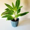 aglaonema king of siam planta interior hojas verdes decorativas