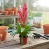 bromelia planta tropical interior flor colorida ornamental