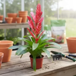 bromelia planta tropical interior flor colorida ornamental
