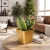 Sansevieria golden hahnii enana planta interior hojas verdes con bordes amarillos