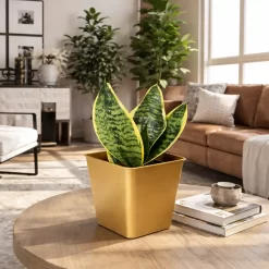 Sansevieria golden hahnii enana planta interior hojas verdes con bordes amarillos
