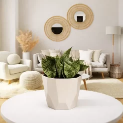 Sansevieria enana planta de interior compacta hojas verdes