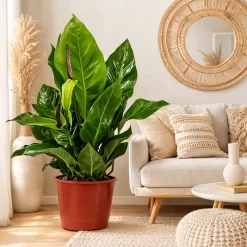 anthurium hookeri gigante planta tropical hojas grandes roseta