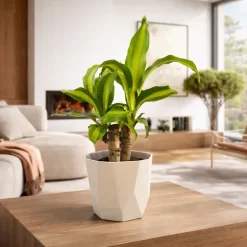 Dracaena massangeana palo de agua planta de interior hojas verdes con franja amarilla