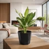 aglaonema pattaya planta interior hojas verdes ornamentales
