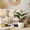 philodendro rojo congo planta tropical interior hojas grandes