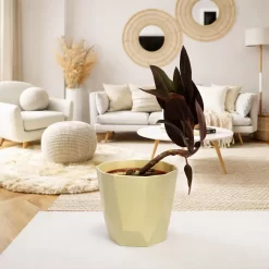 ludisia discolor orquidea joya hojas aterciopeladas nervaduras brillantes