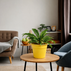 clorophytum orchidastrum ludmila planta hojas verdes centro naranja