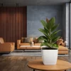 gomero siberiano ficus planta interior hojas grandes brillantes