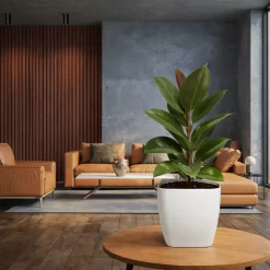 gomero siberiano ficus planta interior hojas grandes brillantes