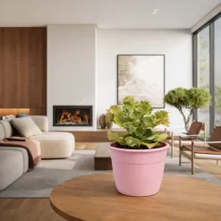 kalanchoe krinkle suculenta hojas carnosas onduladas maceta