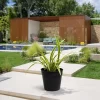 dianella tasmanica planta ornamental hojas largas jardin bordura