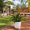 agave desmettiana planta suculenta roseta jardin resistente