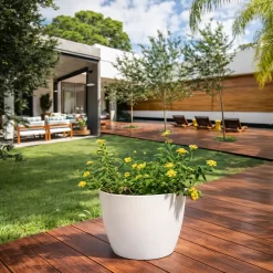 lantana surtida 3l planta con flores de colores jardin resistente sol