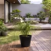 palmera phoenix robelini 4l palmera ornamental interior hojas finas tropical