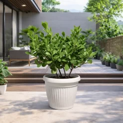 clusia verde 7 litros planta cerco vivo hojas verdes brillantes jardin