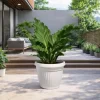 anthurium plowmanii planta tropical interior hojas onduladas grandes