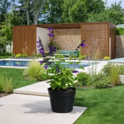 salvia guaranitica 4l planta flores azules jardin polinizadores resistente