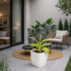 achira disciplinada 3l planta tropical hojas largas jardin paisajismo ornamental