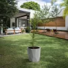 podocarpus 3l planta cerco vivo follaje verde denso jardin seto ornamental