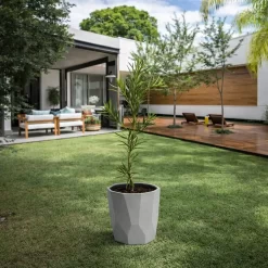 podocarpus 3l planta cerco vivo follaje verde denso jardin seto ornamental