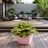 heuchera 3l planta ornamental hojas coloridas jardin maceta decorativa