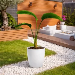 strelitzia nicolai 5l flor del pajaro hojas grandes planta tropical jardin interior