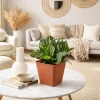 Aglaonema costatum planta de interior con hojas verdes y manchas blancas