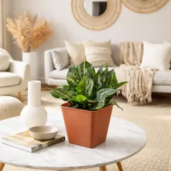 Aglaonema costatum planta de interior con hojas verdes y manchas blancas