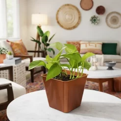 Pothos lemon planta colgante de interior con hojas verde limón