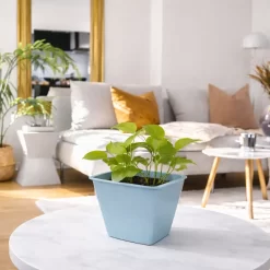 Pothos planta colgante de interior con hojas verdes