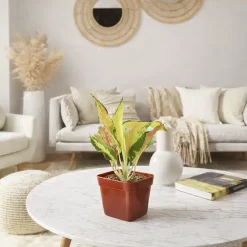 Aglaonema pink siam planta de interior con hojas verdes y rosadas