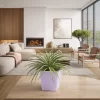 tillandsia planta de aire decorativa sin tierra