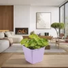 begonia cleopatra planta de interior con hojas decorativas verdes