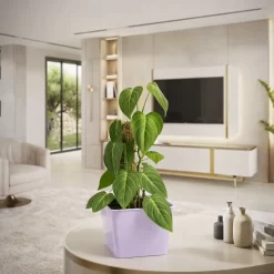 philodendro melanochrysum planta tropical interior hojas aterciopeladas