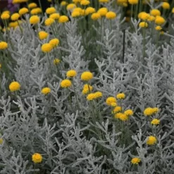 santolina planta aromatica follaje gris jardin borduras