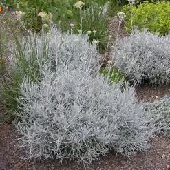 planta de curry helichrysum italicum follaje gris aromatica jardin