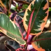Gomero rubí ficus elastica rubi planta de interior variegada