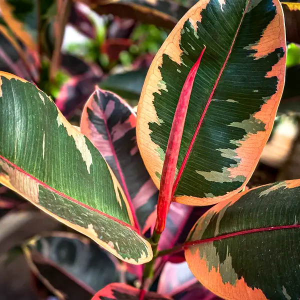 Gomero rubí ficus elastica rubi planta de interior variegada