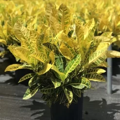 Croton Petra amarillo planta tropical de interior con hojas verdes y amarillas