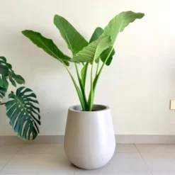 alocasia odorata 10l oreja de elefante hojas grandes planta tropical interior jardin