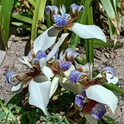 Iris Caminante Cándida Neomarica gracilis en maceta de 3 litros con hojas verdes largas y flores blancas ornamentales