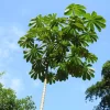 Ambay Árbol 8L árbol nativo de rápido crecimiento ideal para jardín y sombra natural