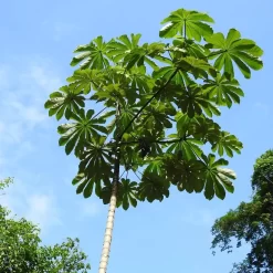 Ambay Árbol 8L árbol nativo de rápido crecimiento ideal para jardín y sombra natural