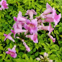 Bignonia rosada 4L con centro blanco planta trepadora ornamental