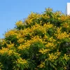Caesalpinia Flor Amarilla 7L árbol ornamental con flores amarillas ideal para jardín